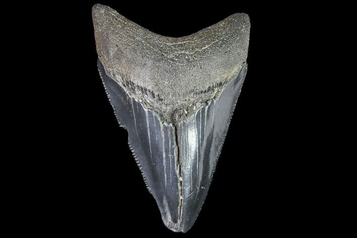 Serrated, Juvenile Megalodon Tooth - Georgia #91126